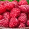Framboise