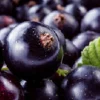 Cassis noir
