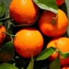 Mandaline Orange