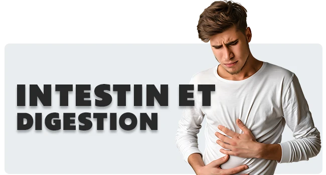 Intestin et digestion